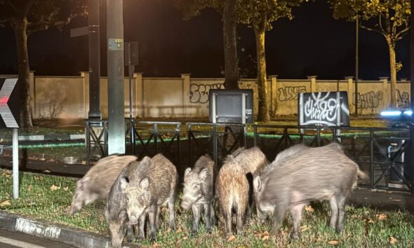 Cinghiali avvistati nuovamente a Mirafiori Sud a Torino