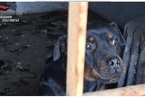 Maltrattamenti: donna di 50 anni denunciata per abbandono di animali