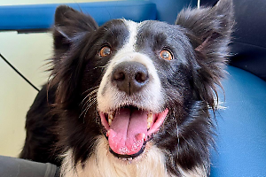 Cani eroi a Torino: sorrisi e conforto nel reparto oncologico