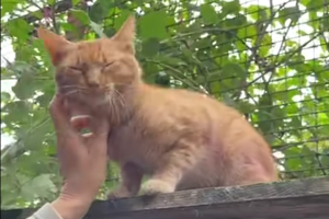 La toccante storia di Artur, un animale in difficoltà