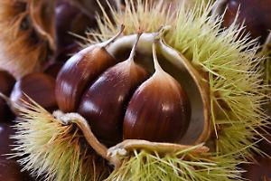 Guida alla raccolta delle castagne in Piemonte: boschi e sentieri