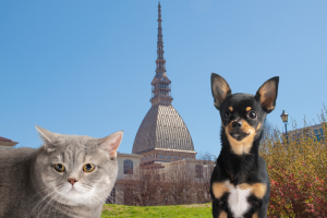 Torinesi e spese per animali: oltre 1000 euro annui, sopra la media