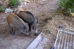 Caccia ai cinghiali: una decisione discutibile